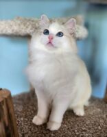 Available Ragdoll Kittens Puyallup WA