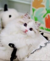 Available Ragdoll Kittens Puyallup WA
