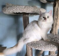 Available Ragdoll Kittens Puyallup WA
