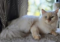 Available Ragdoll Kittens Puyallup WA