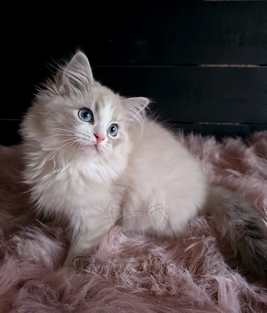 Available Ragdoll Kittens Puyallup WA
