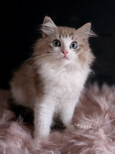 Available Ragdoll Kittens Puyallup WA