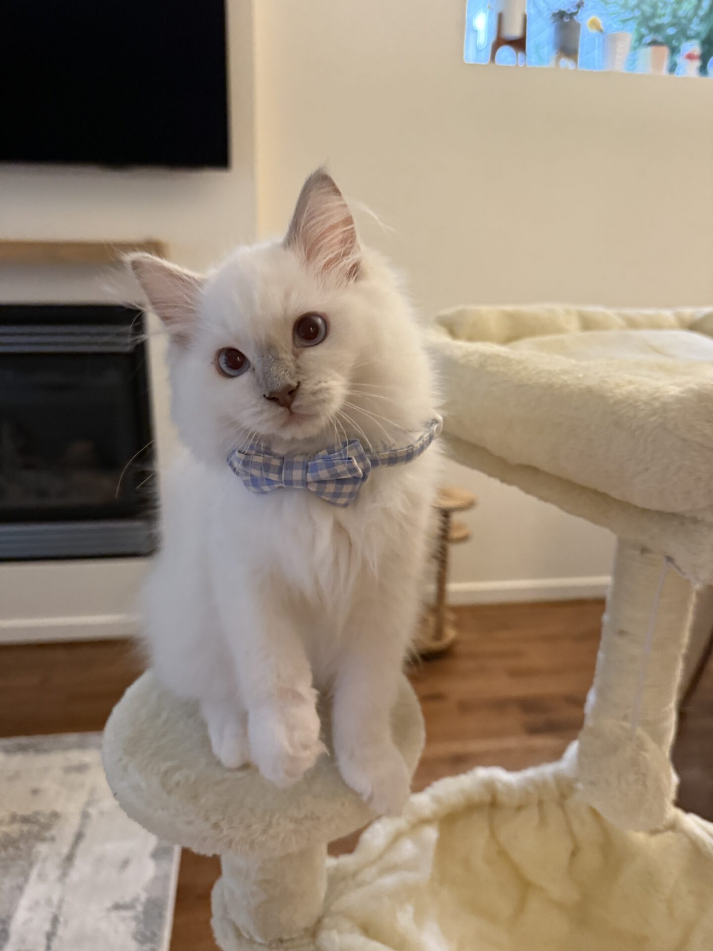 Available Ragdoll Kittens Puyallup WA
