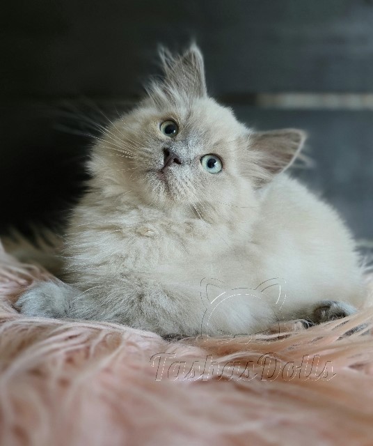 Available Ragdoll Kittens Puyallup WA