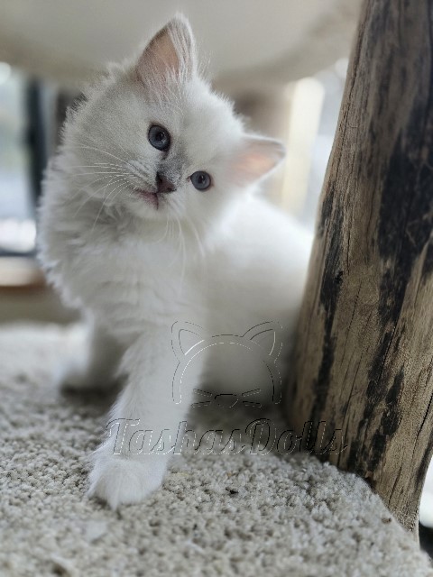 Available Ragdoll Kittens Puyallup WA