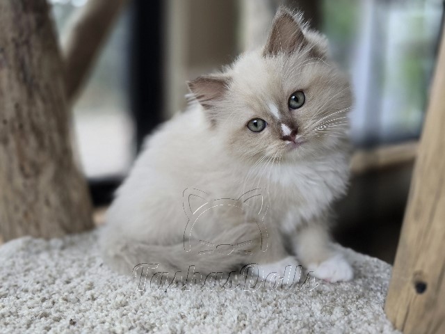 Available Ragdoll Kittens Puyallup WA