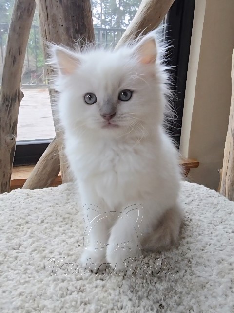 Available Ragdoll Kittens Puyallup WA