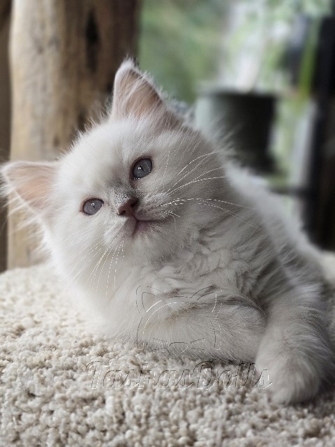 Available Ragdoll Kittens Puyallup WA