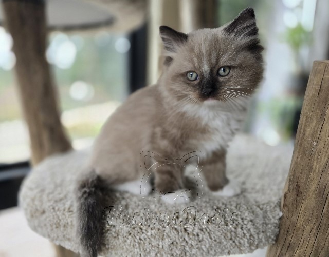 Available Ragdoll Kittens Puyallup WA