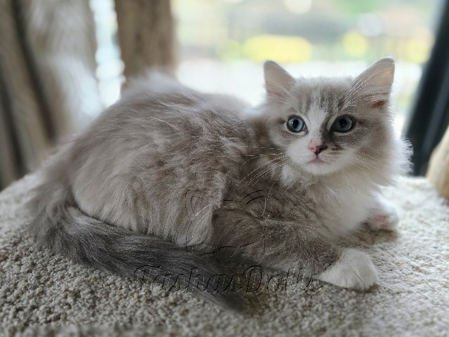 Available Ragdoll Kittens Puyallup WA