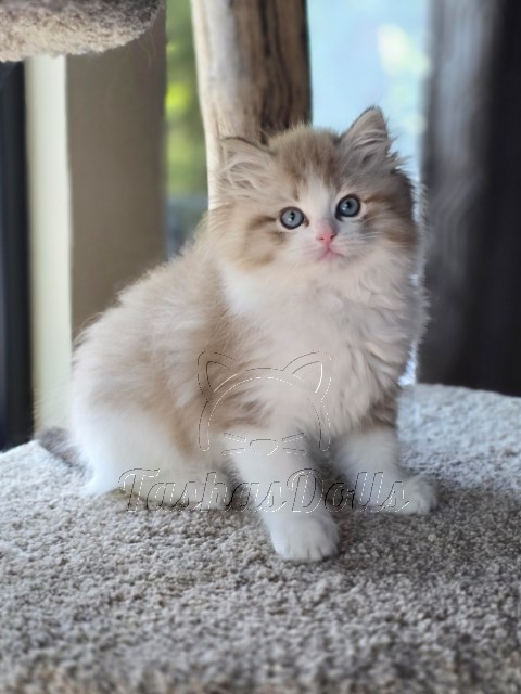 Available Ragdoll Kittens Puyallup WA