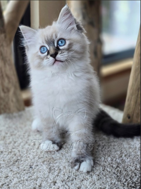 Available Ragdoll Kittens Puyallup WA