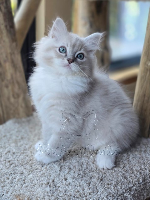 Available Ragdoll Kittens Puyallup WA