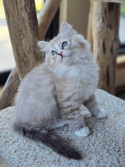 Available Ragdoll Kittens Puyallup WA