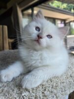 Available Ragdoll Kittens Puyallup WA