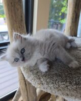 Available Ragdoll Kittens Puyallup WA