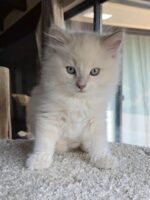 Available Ragdoll Kittens Puyallup WA