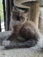 Available Ragdoll Kittens Puyallup WA