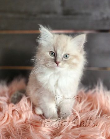 Available Ragdoll Kitten Puyallup WA
