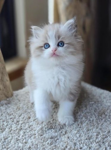 Available Ragdoll Kittens Puyallup WA