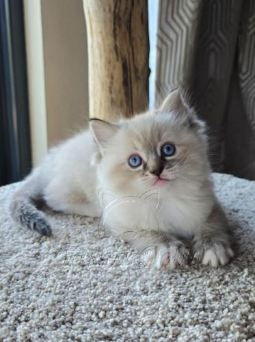 Available Ragdoll Kittens Puyallup WA
