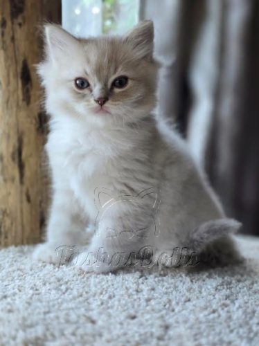 Available Ragdoll Kittens Puyallup WA