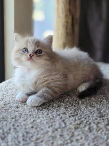 Available Ragdoll Kittens Puyallup WA